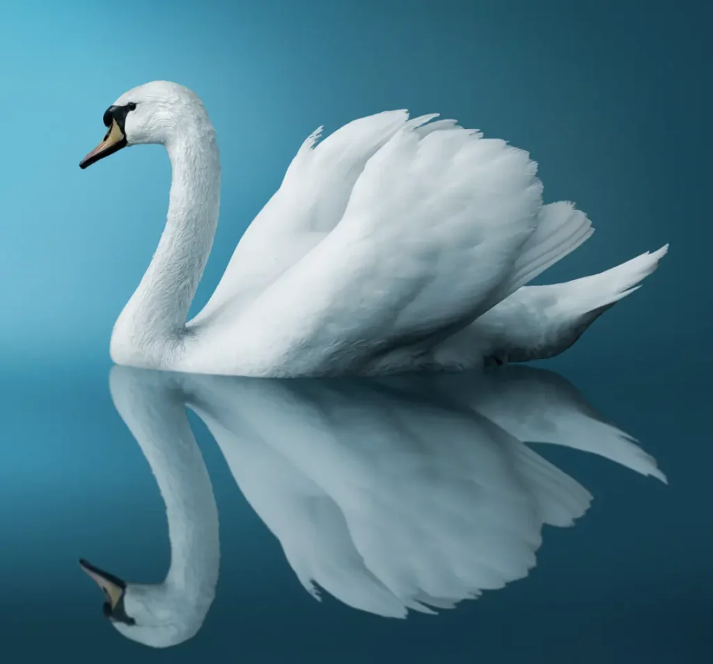 Swan Neck Deformity